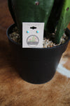 10616 STERLING SILVER TURQUOISE STUD EARRINGS